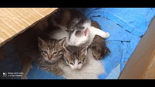 Öksüz Yavru Kediyi Süt Anneye Kavuşturmak