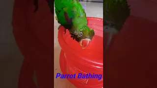 Parrot 🦜Bathing In a bucket |Parrot bath| #Trending #Viral #Parrot