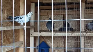 Стройка вольера для голубей закончена