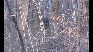 the Possibly The Two Best Bigfoot Captures video