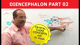 Diencephalon | Neuroanatomy | Part 2/2