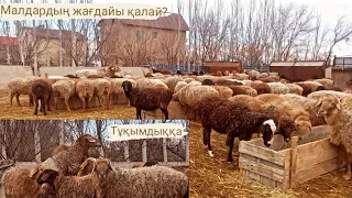 Шаруадағы жаңалықтар. Қошқар🐏.  Науа, ақыр.