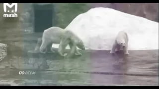 В ижевском зоопарке белый медведь убил самку