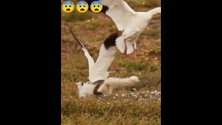 omg fight between swan vs fox#zoowala#shorts