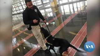 Use of Canine Units Expands in US Airports to Protect Against Possible Terrorist Attacks