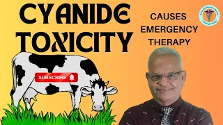 Understanding Cyanide Poisoning in Cattle and Buffalo: Causes and Therapy Explained I GNP Sir