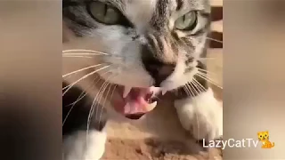 #3: Funny Cat Compilation 2019 - Cats Are So Funny You Will Die Laughing