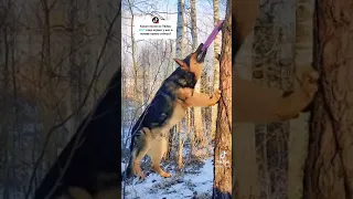 ПОДБОРКА САМЫХ СМЕШНЫХ ВИДЕО, ПРИКОЛОВ, ЧУДИКОВ, СОБАК, КОШЕК и пр.