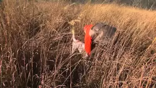 Hunting quail and pheasant with english setters