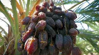 JORDAN RIVER DATES - FARMS & PACKING FACILITIES