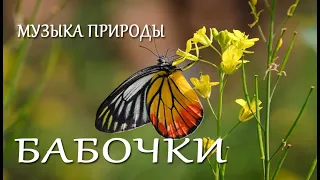 Light as butterfly wings / Nature music /Легкая, как крылья бабочки / Музыка природы