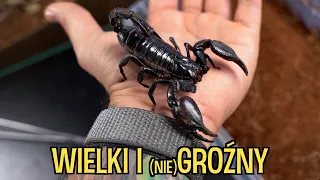 Mój NAJWIĘKSZY skorpion Heterometrus