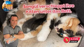 Songül verschleppt ihre Kitten unter das Bett.