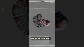 Betta Fish Care and Petco vs. Pet Smart for Betta Fish