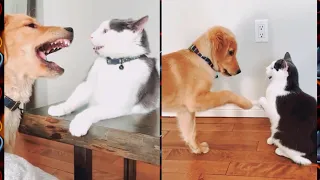 CATS vs DOGS ! Love and hate ! Compilation of funny cats and dogs for a good mood !قطط 🐱 مضحكة جدا 🤣