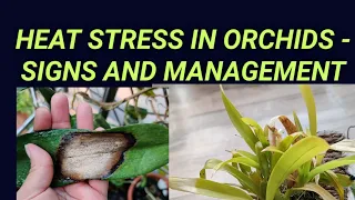 Heat Stress / sunburns in orchids -How to identify ,treat and prevent