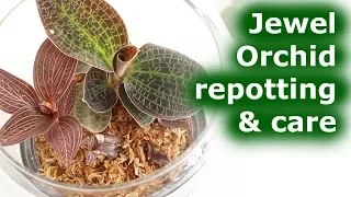 Jewel Orchid repotting and care