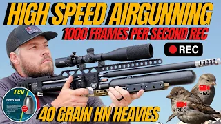 HIGH SPEED AIR GUN HUNTING AT 1000 FRAMES I  FX IMPACT LONG RANGE AIR GUN HUNTING I AIRGUN PESTING