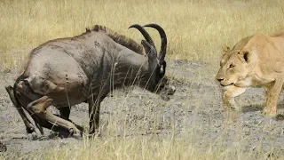 Epic Battle Between Lions and a Roan Antelope