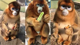 GOLDEN SNUB  NOSED MONKEY EATING