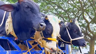 cow unloading, cow videos, cow video, animal, big cow, goru hamba cow, Ep-26
