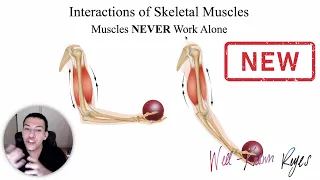 [UPDATED] MBLEx Review: Interactions of Skeletal Muscles; Agonist, Antagonist, Synergist, & Fixators