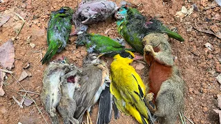 Hunting_ Shoot birds to eat fruit #birds #trap #hunting