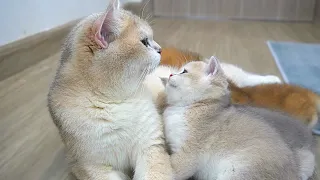 The sound of the mother cat talking to her kittens is so charming