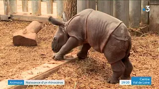 Naissance d'un bébé rhinocéros au Zoo de Beauval