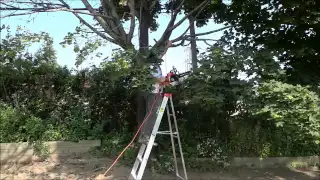 How To Cut A Tree Branch With A Chainsaw-DIY