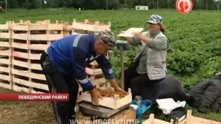 Клубника из Липецкой области в Москве нарасхв...