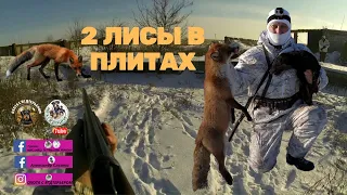 Охота с ягдтерьером, 2 лисы в плитах (сезон 2020-2021)Fox Hunt with Jagdterrier