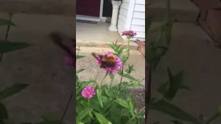 Hummingbird Bee