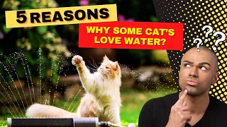 🤯 The Shocking Truth!🐱Cats Loving Water? | Are There Actually Cats That Like Water?