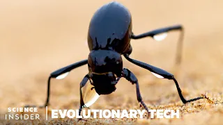 How This Beetle Could Help Solve Our Water Crisis | Evolutionary Tech