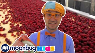 Blippi Visits a Raspberry Factory | Blippi | Kids Songs | Moonbug Kids