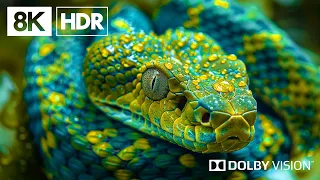 The World of Perfection By 8K HDR | Dolby Vision™