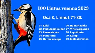 100 Lintulajia 2023, Osa 8, (Linnut 71-80)