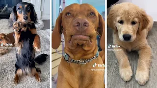 Animaux drôles adorables chats et chiens 2023 #25 😀🐶🐱