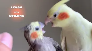 Birds Used To Be Best Friends Now They Don't Like Each Other After Having Babies