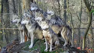 7 Wonderful Wolves Strike a Perfect Pose