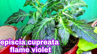 how to care episcia cupreata flame violet/Sumbul'sgarden