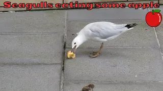 Seagulls eating some apple at Federation Square