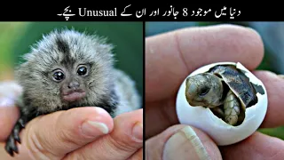 8 Most Unusual Baby Animals In The World | دنیا کے سب سے انوکھے جانوروں کے بچے | Haider Tv