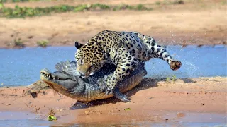 6 incredible times animals defeated crocodiles |Moments of crocodiles messing with the wrong animals