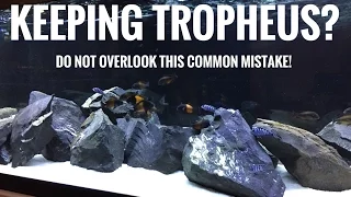 Keeping Tropheus? Don't overlook this!