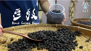 古法天然發酵—採天然絲瓜葉發酵黑豆，製作成美味的豆豉 ▍Black Curded Beans  ▏Traditional natural fermentation  ▏countryside life