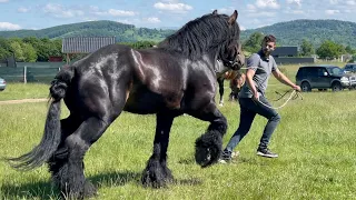 Коні Ваговози. Жеребець Алан на Базарі.Beautiful Stallion Alan.Belgian Draft Horse