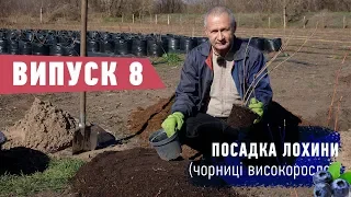 Посадка лохини