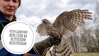 Training of a goshawk. Day 3. Taming of a wild bird of prey. The hawk started to sit on my hand